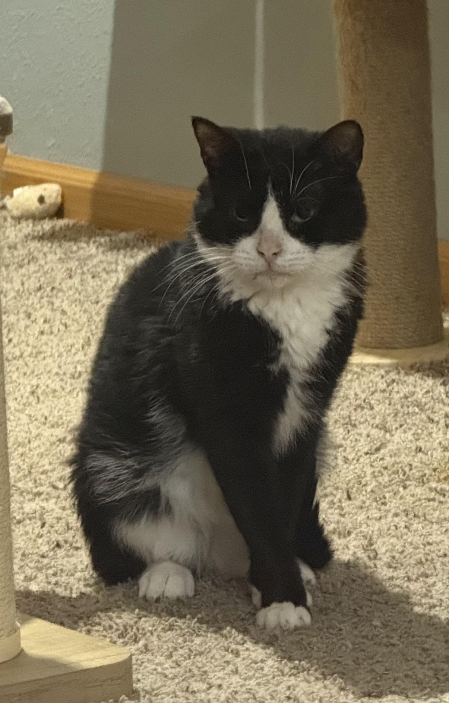 Enlarge Sherlock , a ADOPTABLE mixed breed in Sioux City, IA image 1/5