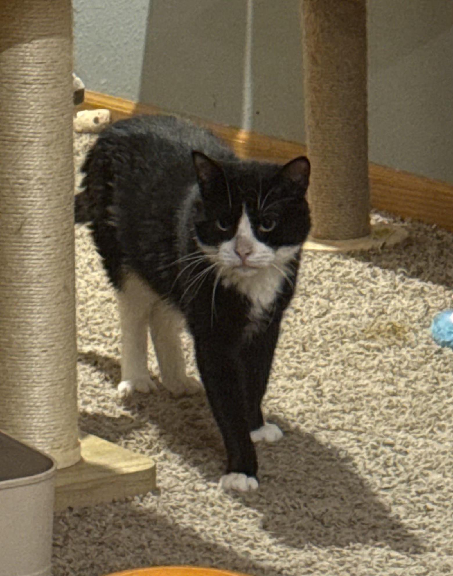 Enlarge Sherlock , a ADOPTABLE mixed breed in Sioux City, IA image 2/5