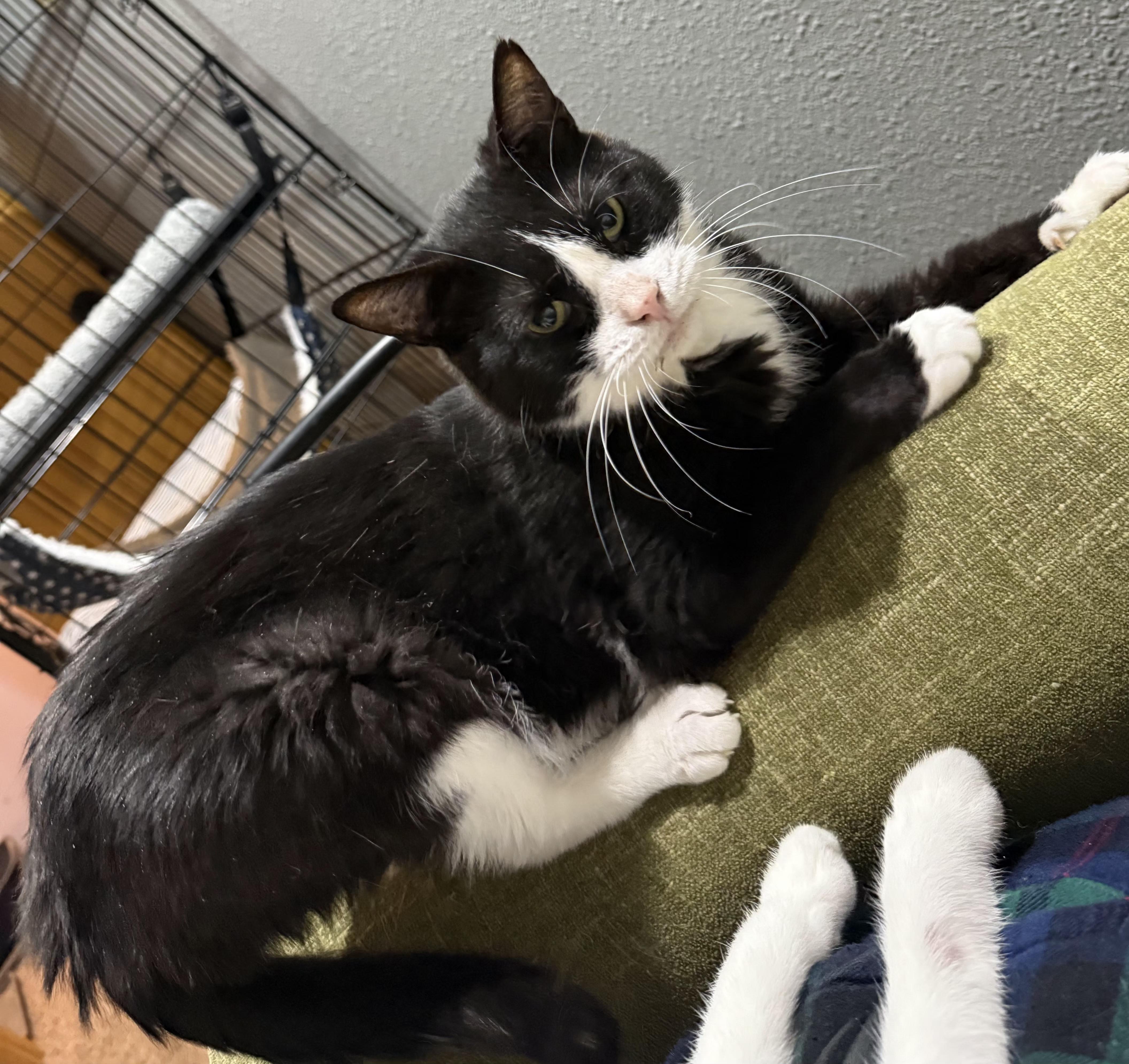 Enlarge Sherlock , a ADOPTABLE mixed breed in Sioux City, IA image 3/5