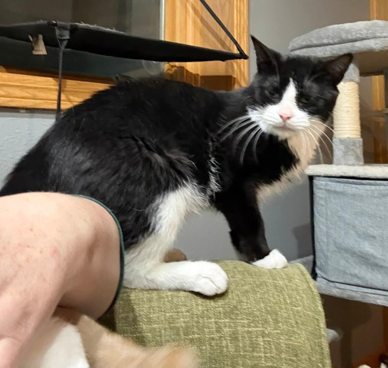 Enlarge Sherlock , a ADOPTABLE mixed breed in Sioux City, IA image 4/5