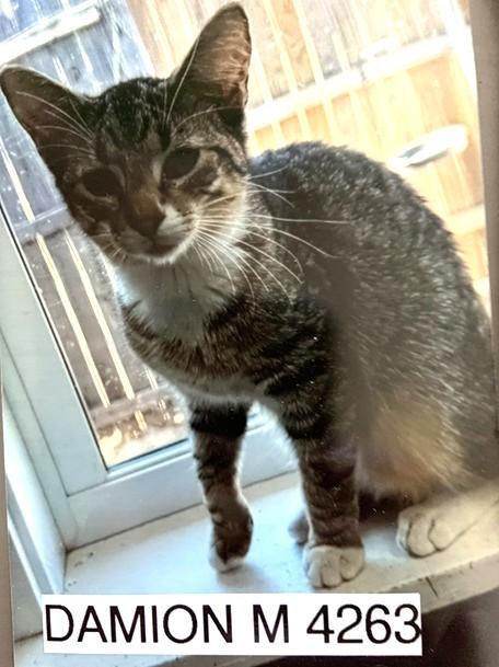 Damion, Adoptable, Adult Male American Shorthair.