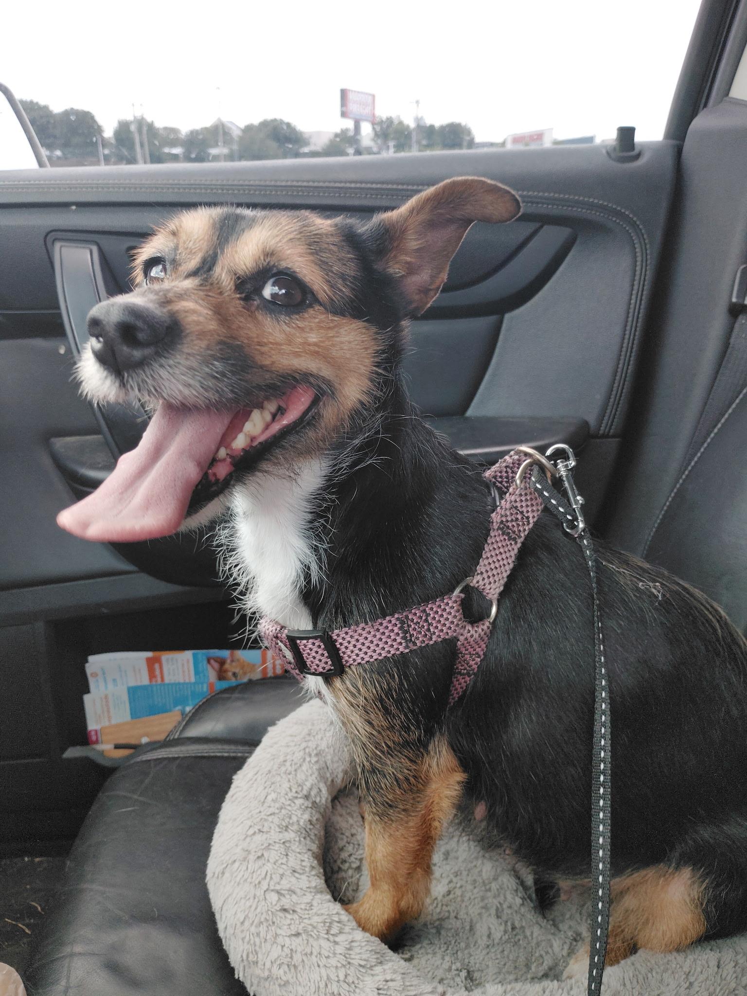 Chaquita, adopted, Adult Female Chorkie.