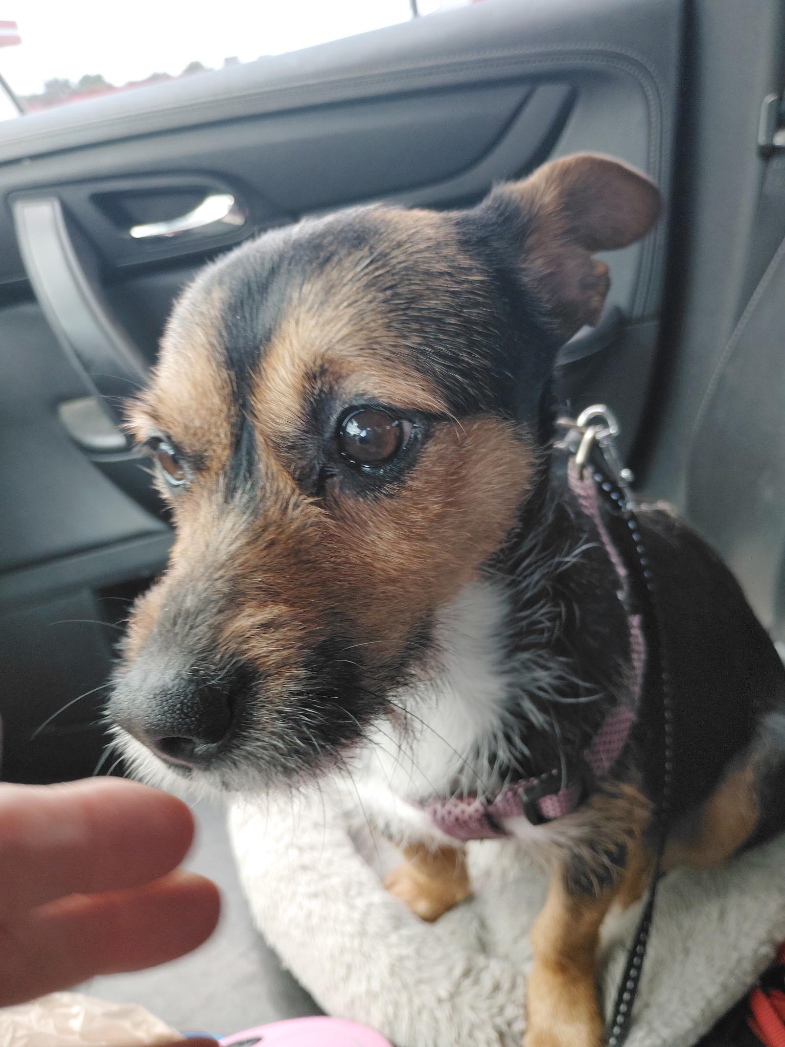 Enlarge Chaquita, an adopted Chorkie in Garland, TX image 5/5