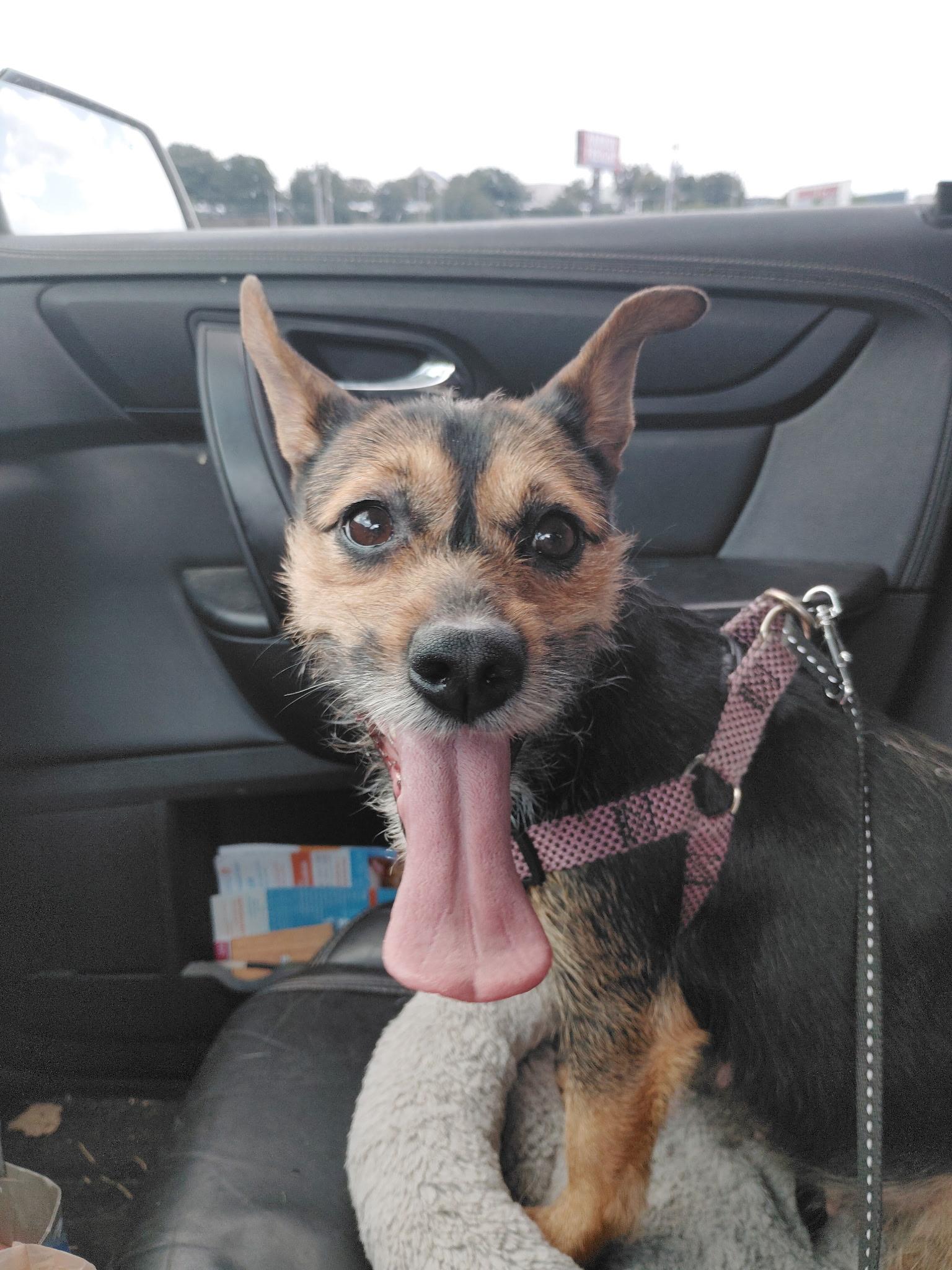 Enlarge Chaquita, an adopted Chorkie in Garland, TX image 2/5