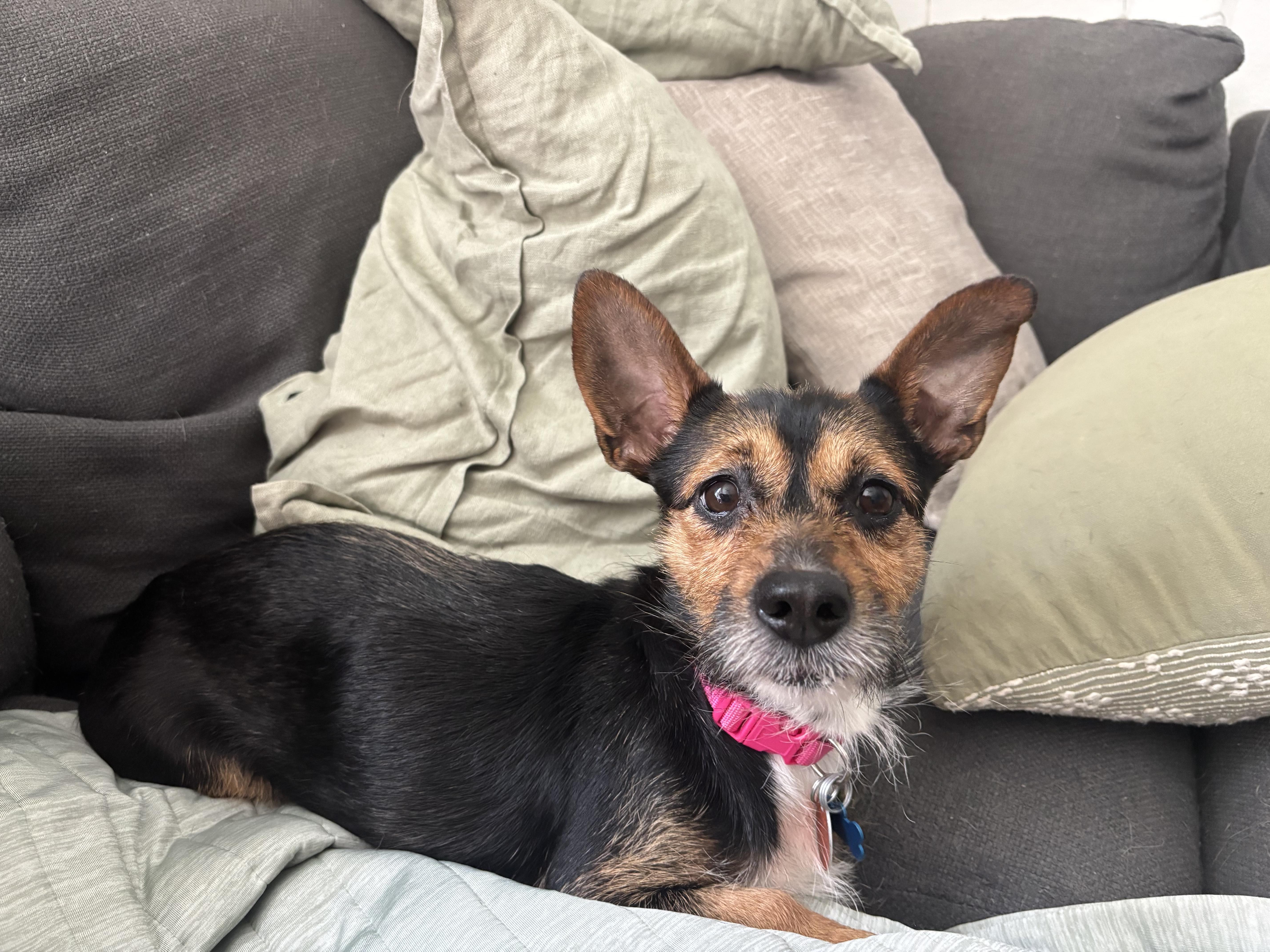 Enlarge Chaquita, an adopted Chorkie in Garland, TX image 3/5