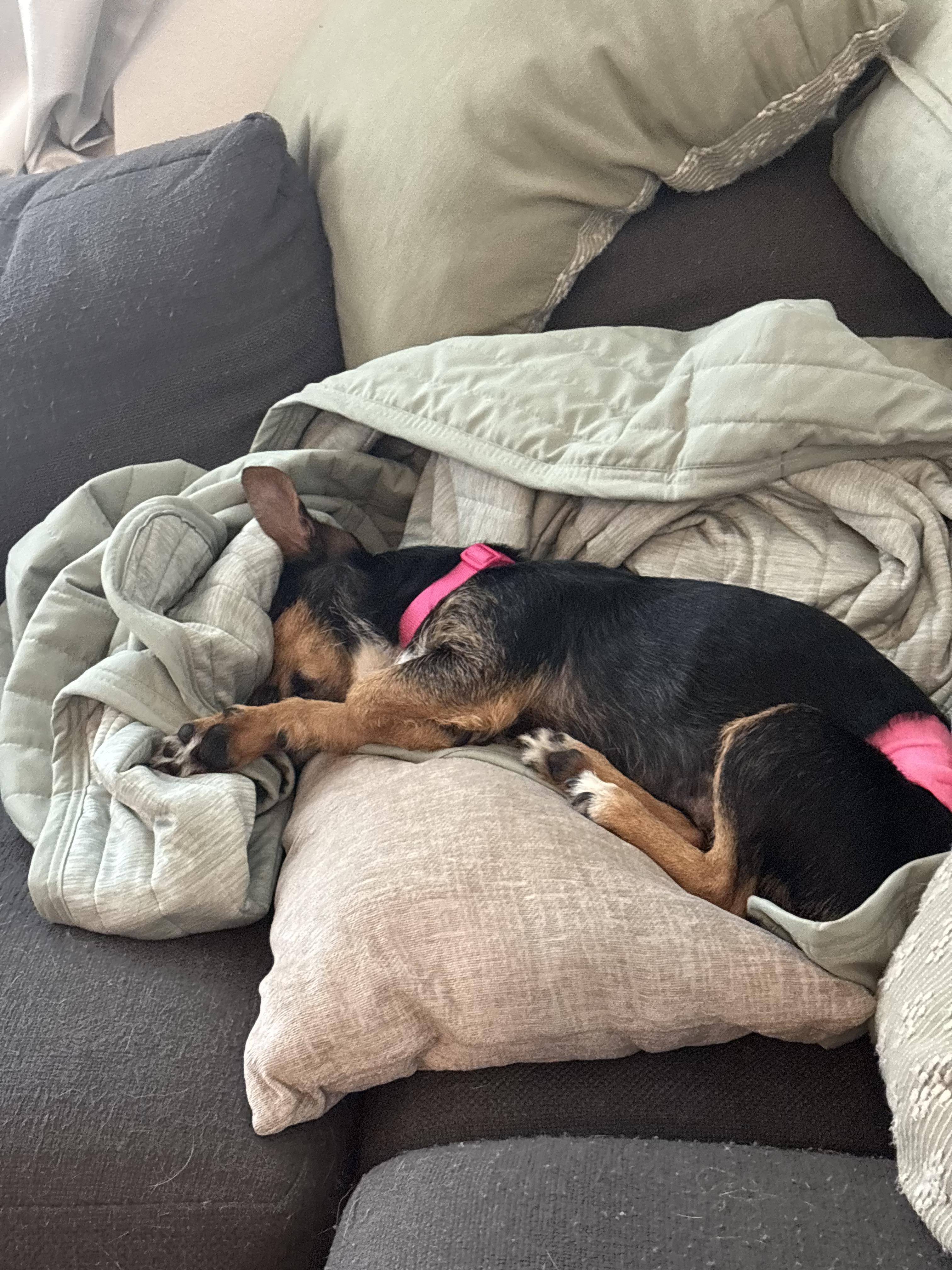 Enlarge Chaquita, an adopted Chorkie in Garland, TX image 4/5