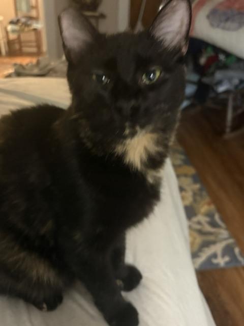 Enlarge Annie, a Adoptable mixed breed in Crescent City, FL image 1/2