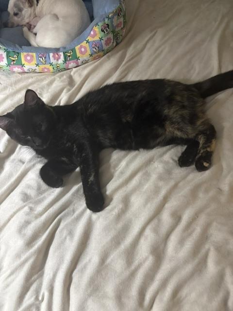 Enlarge Annie, a Adoptable mixed breed in Crescent City, FL image 2/2