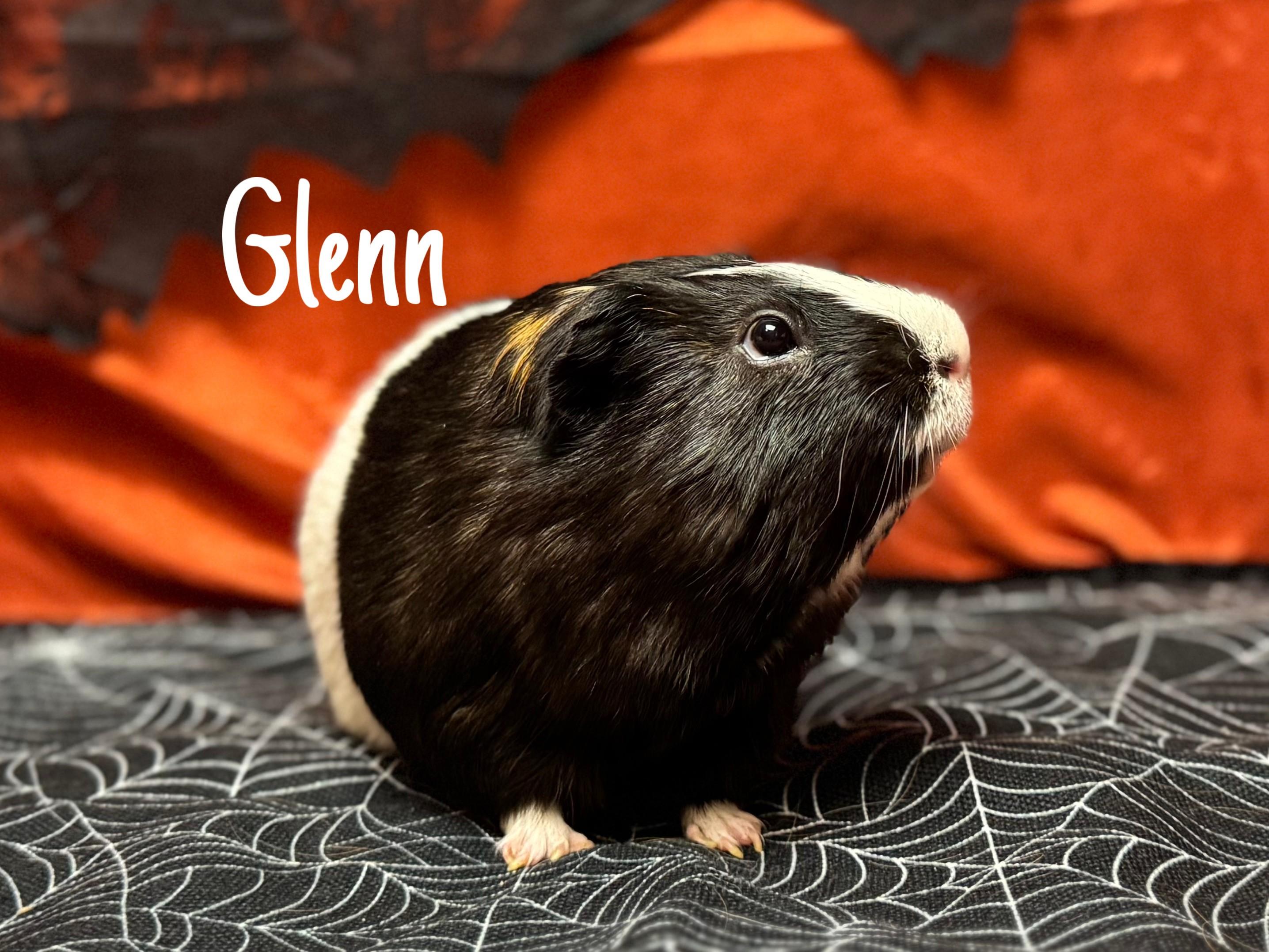 Glenn, ADOPTABLE, Adult Male Guinea Pig.