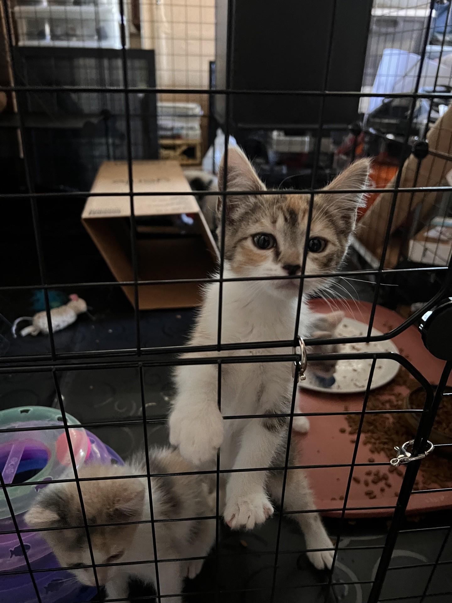 Enlarge Caramel Delight, a Adoptable Domestic Medium Hair in Reno, NV image 2/3