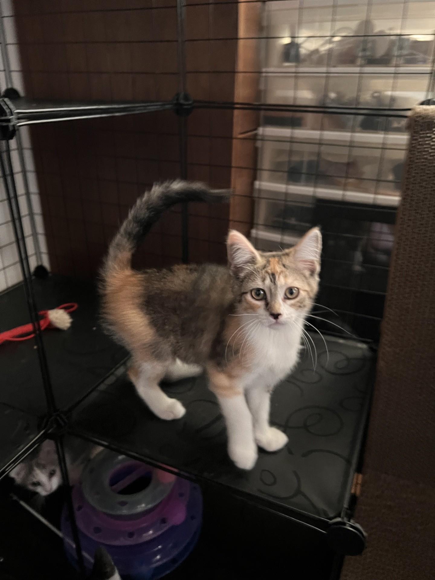 Caramel Delight, Adoptable, Kitten Female Domestic Medium Hair.