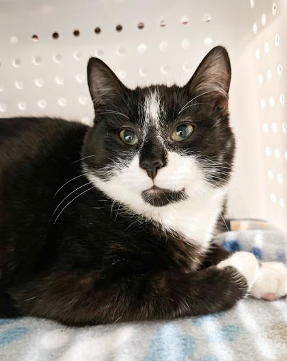 Enlarge Zipper, a Adoptable mixed breed in Jamestown, NY image 1/1