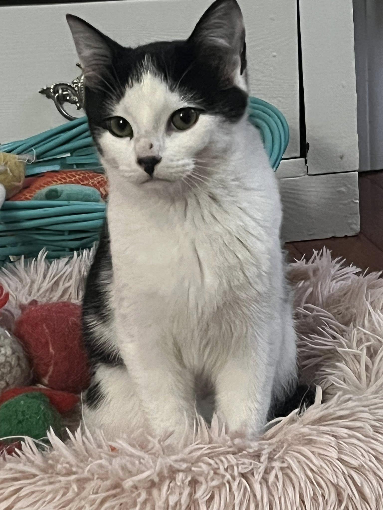 Beatrice , adopted, Young Female Domestic Short Hair.