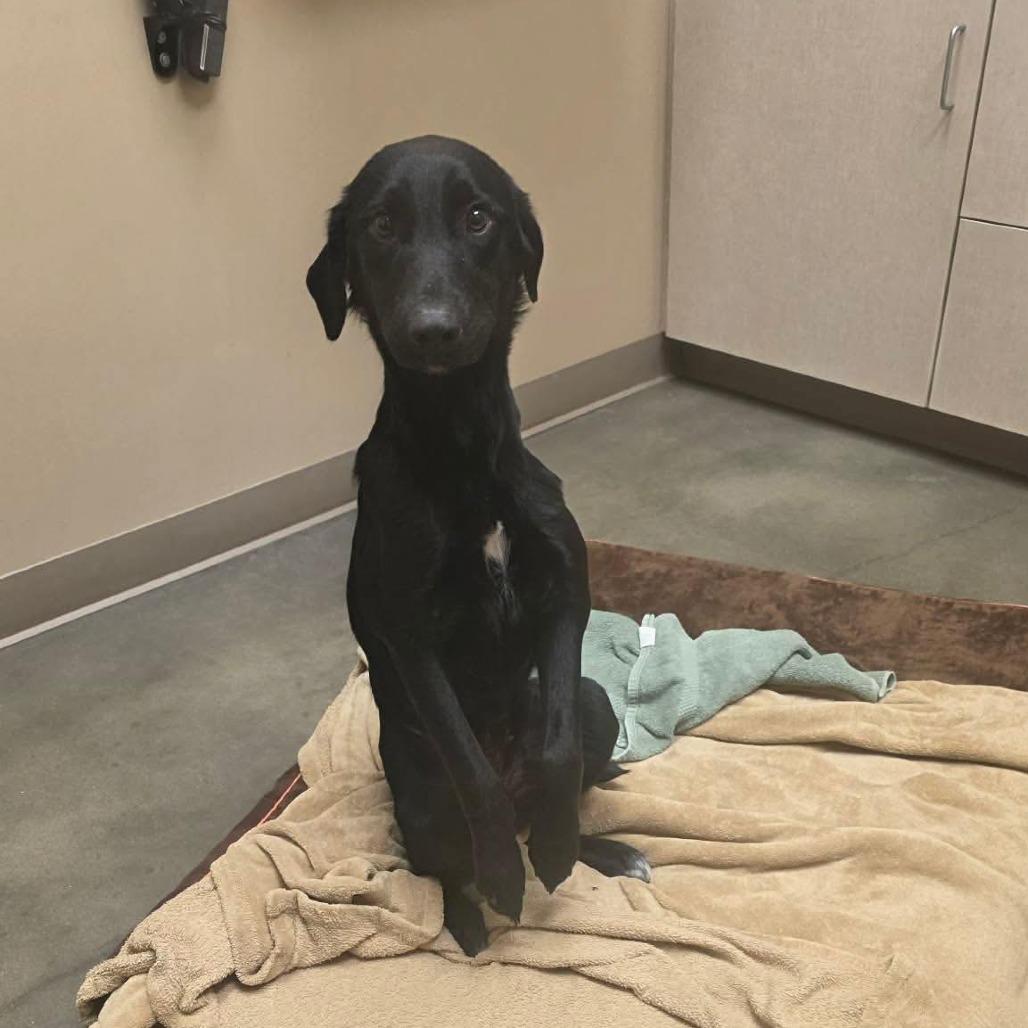 Zester, Adoptable, Young Female Black Labrador Retriever & Border Collie.