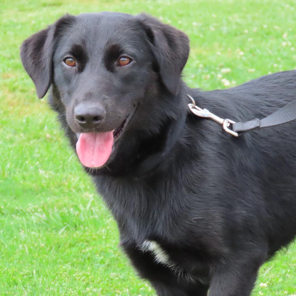 Zester, a Adoptable mixed breed in Jackson, MO image 2/6