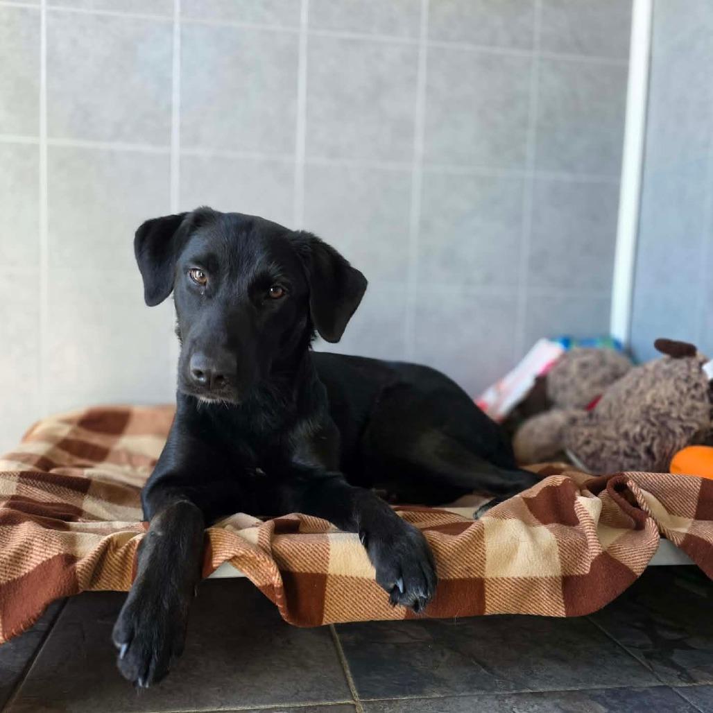Zester, a Adoptable mixed breed in Jackson, MO image 4/6