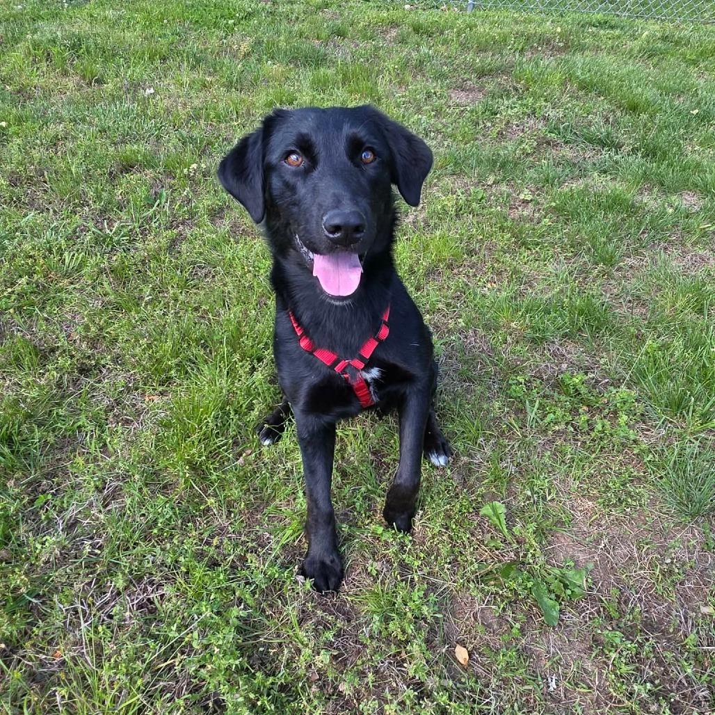 Zester, a Adoptable mixed breed in Jackson, MO image 5/6