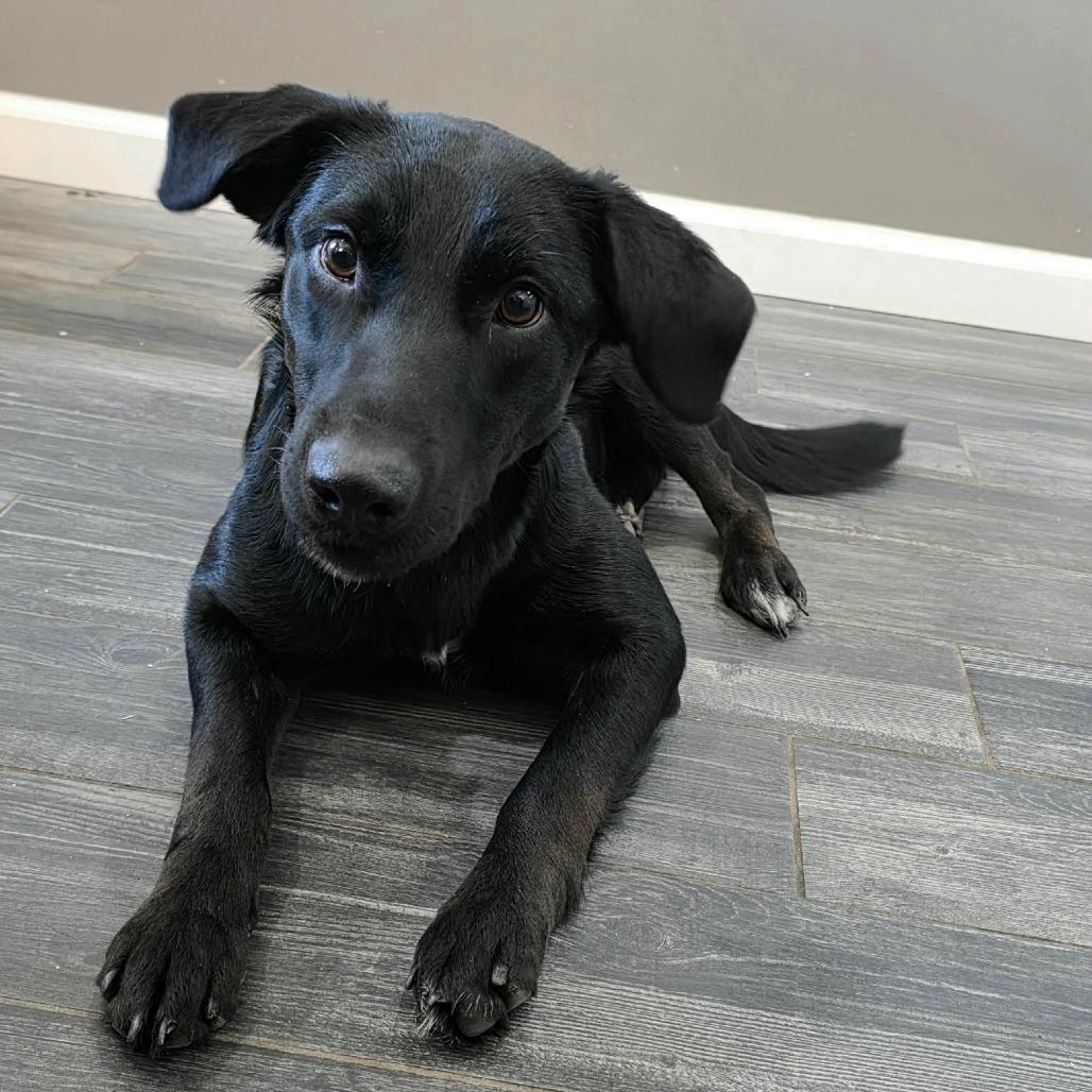 Zester, a Adoptable mixed breed in Jackson, MO image 6/6