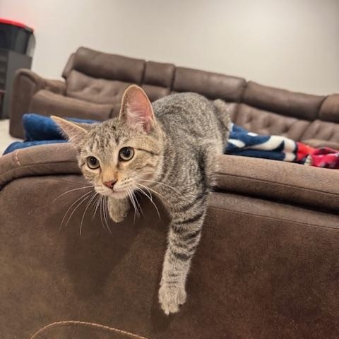 Enlarge Blaise, an adopted Domestic Short Hair in Cleveland, OH image 1/4