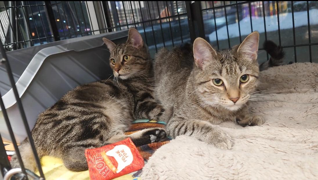 Enlarge Blaise, an adopted Domestic Short Hair in Cleveland, OH image 2/4