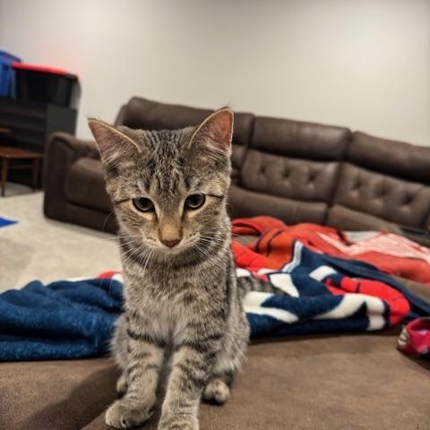 Enlarge Blaise, an adopted Domestic Short Hair in Cleveland, OH image 3/4