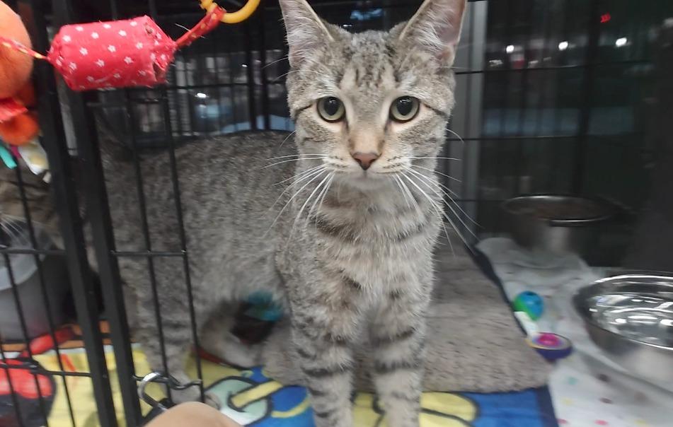 Enlarge Blaise, an adopted Domestic Short Hair in Cleveland, OH image 4/4