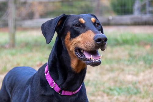 Enlarge TIANA, a Adoptable Doberman Pinscher in Greensboro, NC image 1/5