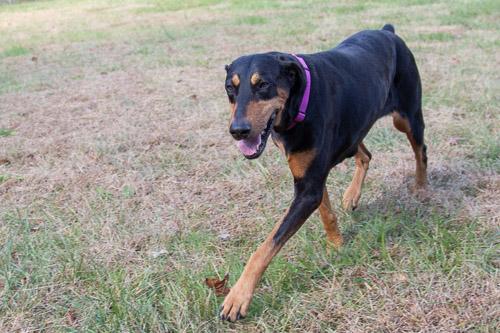 Enlarge TIANA, a Adoptable Doberman Pinscher in Greensboro, NC image 2/5