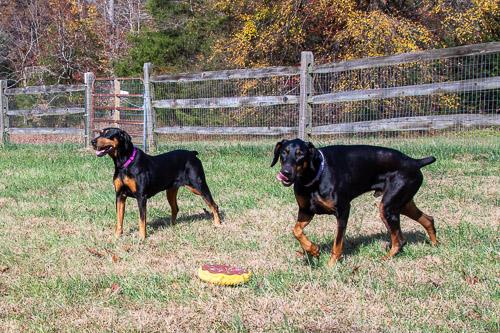 Enlarge TIANA, a Adoptable Doberman Pinscher in Greensboro, NC image 3/5