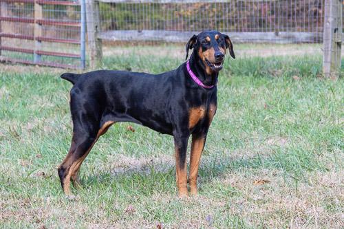 Enlarge TIANA, a Adoptable Doberman Pinscher in Greensboro, NC image 4/5