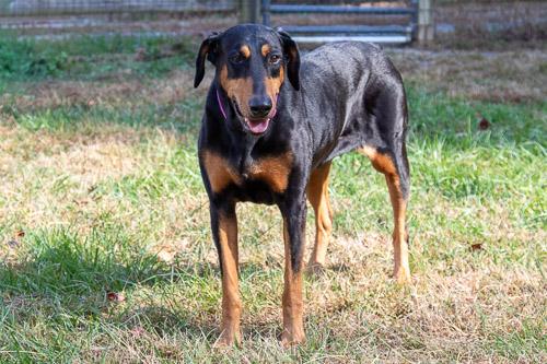 Enlarge TIANA, a Adoptable Doberman Pinscher in Greensboro, NC image 5/5