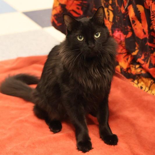 Westley, Adoptable, Senior Male Domestic Medium Hair.