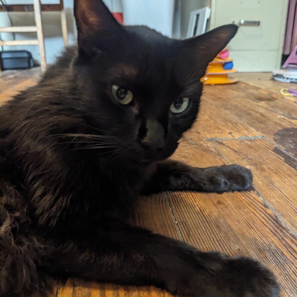 Enlarge Westley, a Adoptable Domestic Medium Hair in Philadelphia, PA image 2/6