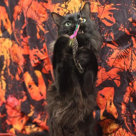 Enlarge Westley, a Adoptable Domestic Medium Hair in Philadelphia, PA image 3/6