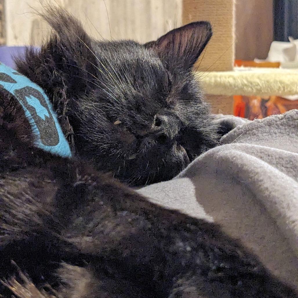 Enlarge Westley, a Adoptable Domestic Medium Hair in Philadelphia, PA image 4/6