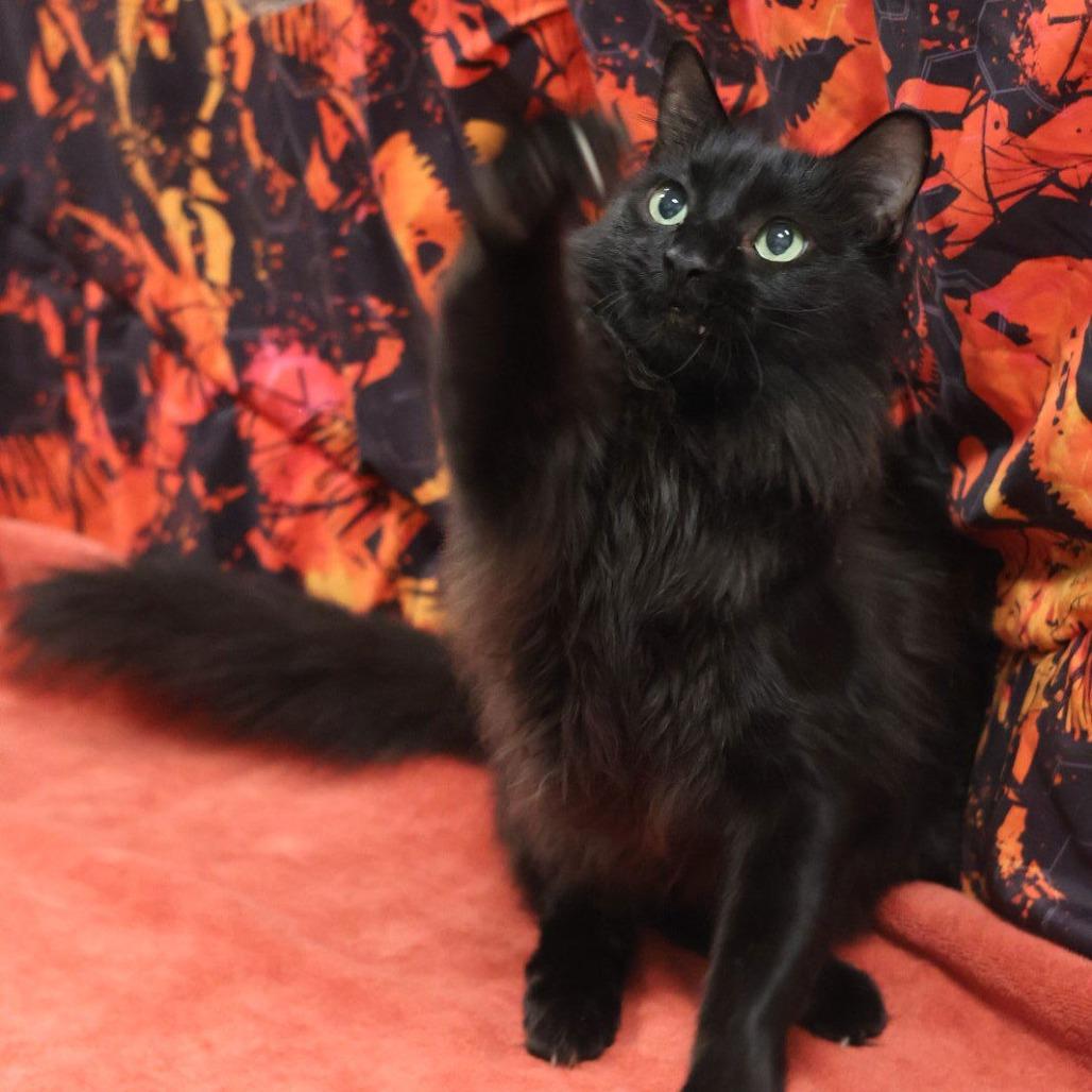 Enlarge Westley, a Adoptable Domestic Medium Hair in Philadelphia, PA image 5/6