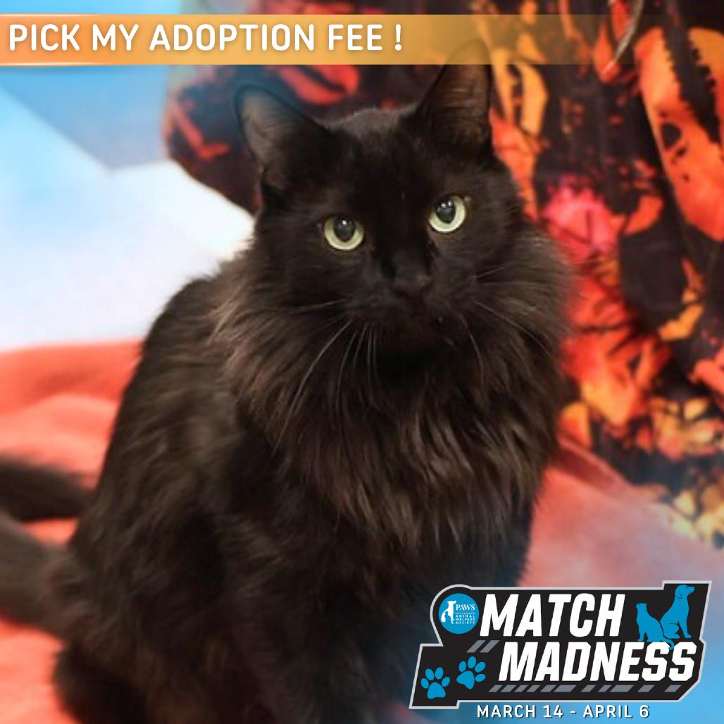 Enlarge Westley, a Adoptable Domestic Medium Hair in Philadelphia, PA image 5/6