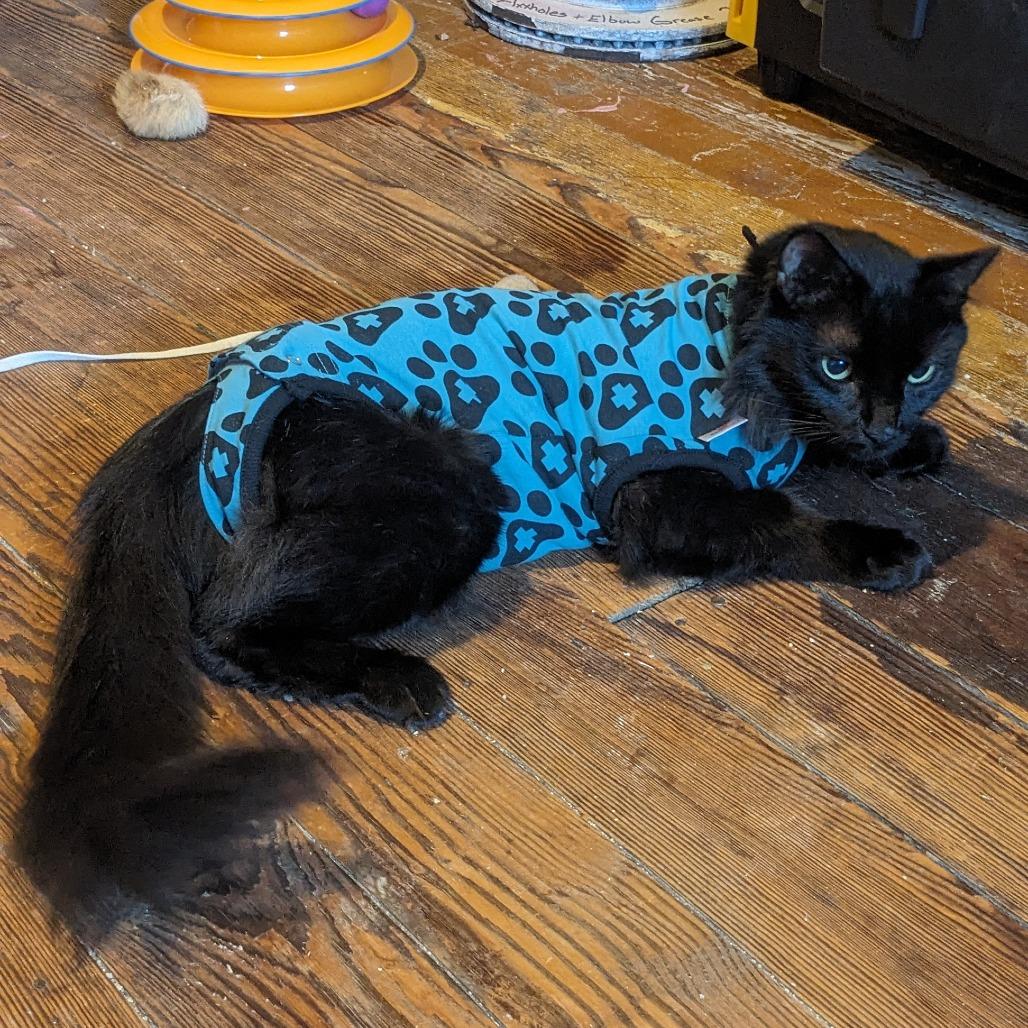 Enlarge Westley, a Adoptable Domestic Medium Hair in Philadelphia, PA image 6/6