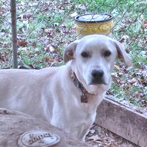 Cletus, Adoptable, Young Male German Shepherd Dog & Golden Retriever.