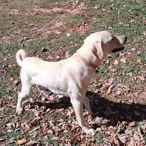 Cletus, Adoptable, Young Male German Shepherd Dog & Golden Retriever.