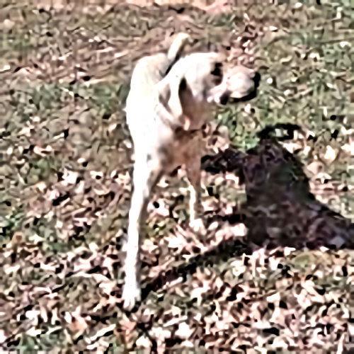 Enlarge Cletus, a Adoptable mixed breed in Rutherfordton, NC image 2/3