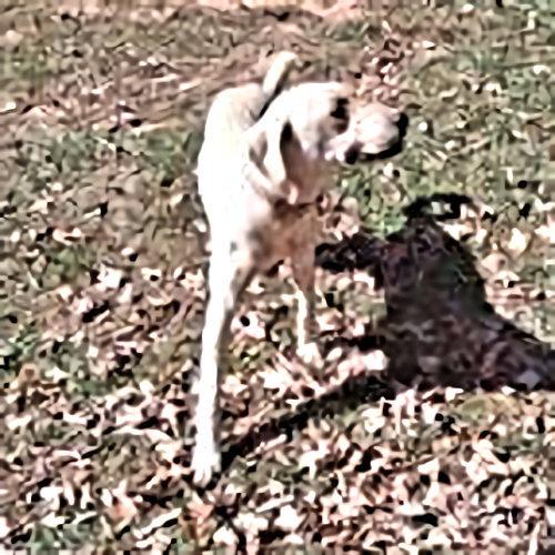 Enlarge Cletus, a Adoptable mixed breed in Rutherfordton, NC image 3/3