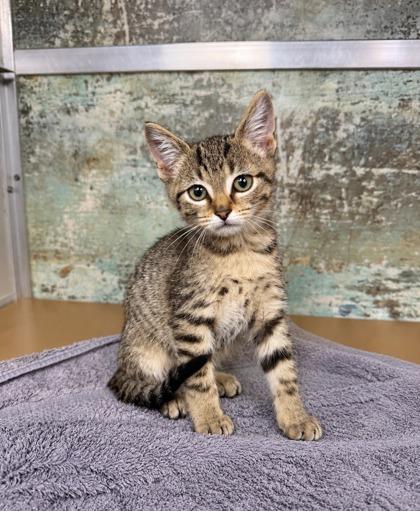 Basil, Adoptable, Kitten Male Domestic Short Hair & Domestic Short Hair.
