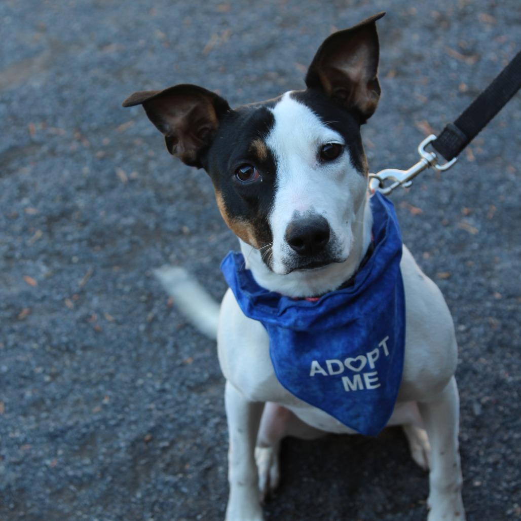 Sylvie, Adoptable, Young Female Jack Russell Terrier & Hound.