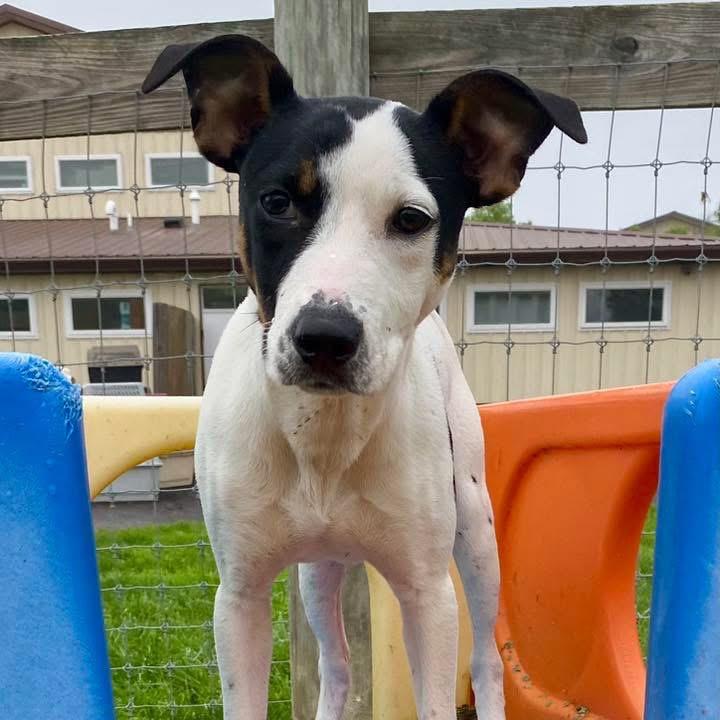 Sylvie, a Adoptable mixed breed in Quakertown, PA image 2/6