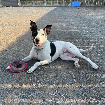 Enlarge Sylvie, a Adoptable mixed breed in Quakertown, PA image 2/6