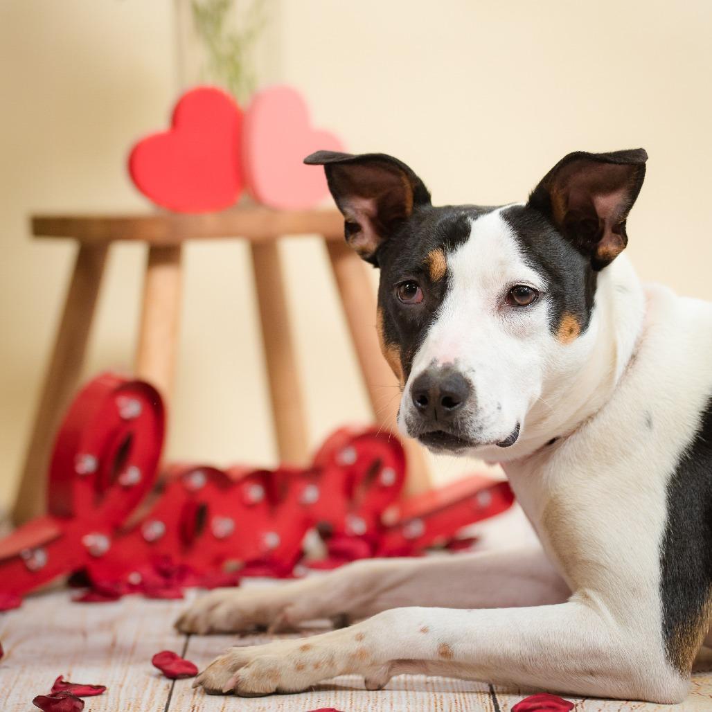 Sylvie, a Adoptable mixed breed in Quakertown, PA image 1/6