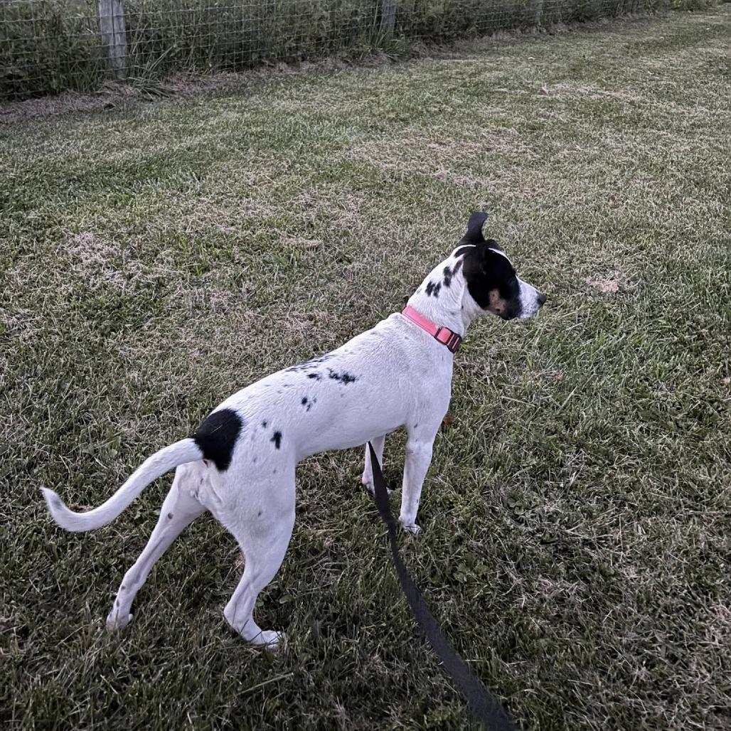 Enlarge Sylvie, a Adoptable mixed breed in Quakertown, PA image 1/2