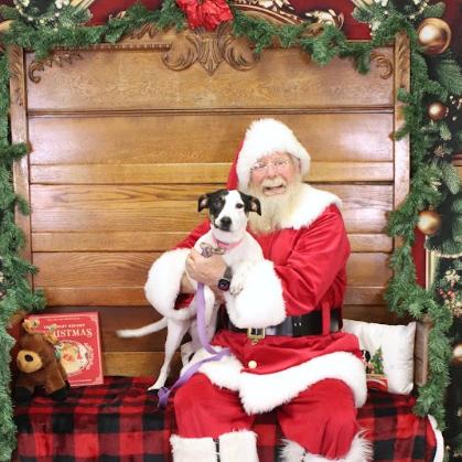 Enlarge Sylvie, a Adoptable mixed breed in Quakertown, PA image 3/6