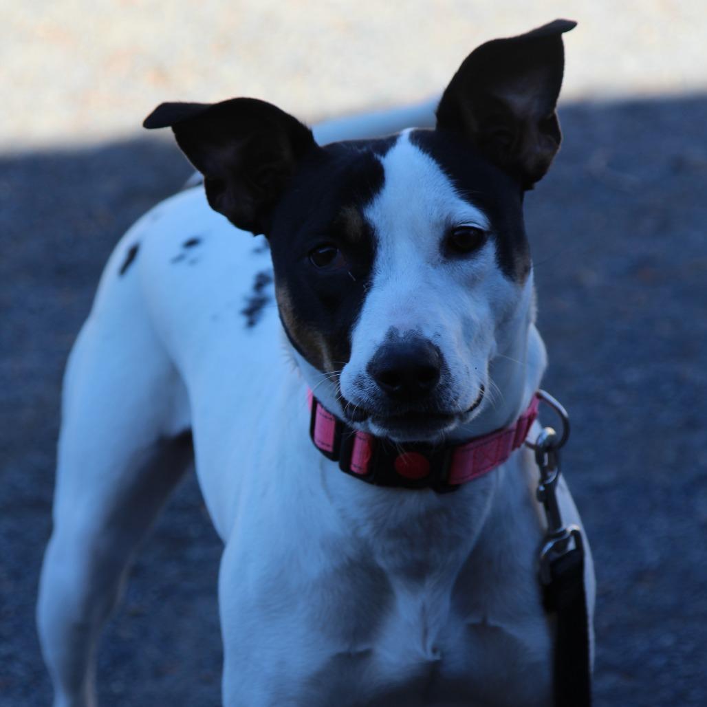 Sylvie, a Adoptable mixed breed in Quakertown, PA image 3/6